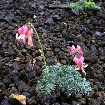 カセギゴールド