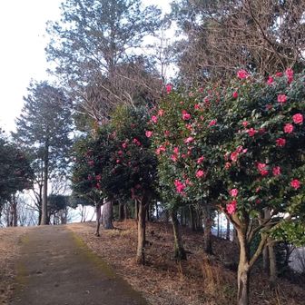 たくさん咲いてます🌺✨