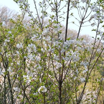 オオシマザクラ（大島桜）