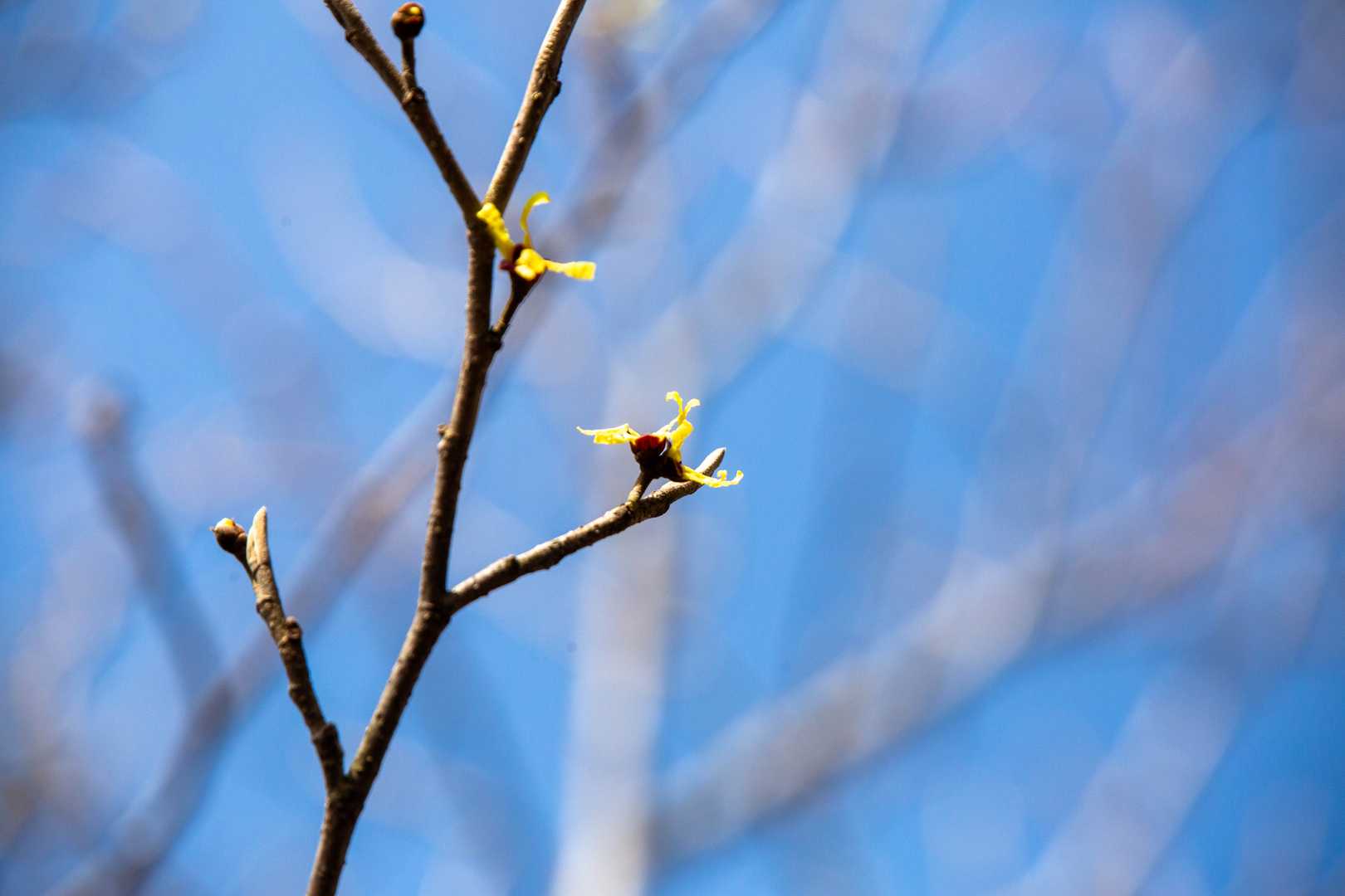 マンサクも咲き始め🌼