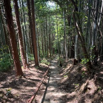 五井山・宮路山・御堂山 途中から竹林になりました