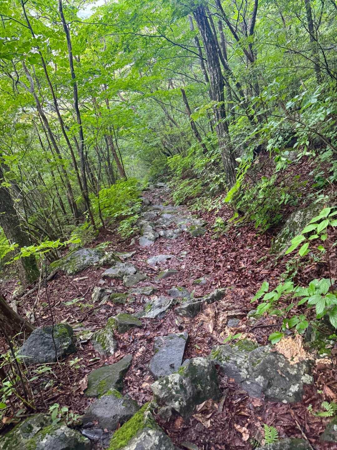 雨が降った後で湿度高め
緑は綺麗