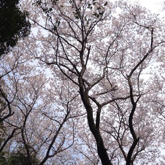 肉眼では感動的だったのに　
スマホではうまく撮れず

大きくて綺麗なので
是非、見に来てください