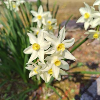 ナルシストの白い花。スイセン(Google先生)