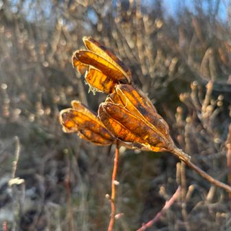 ヤマユリのドライフラワー