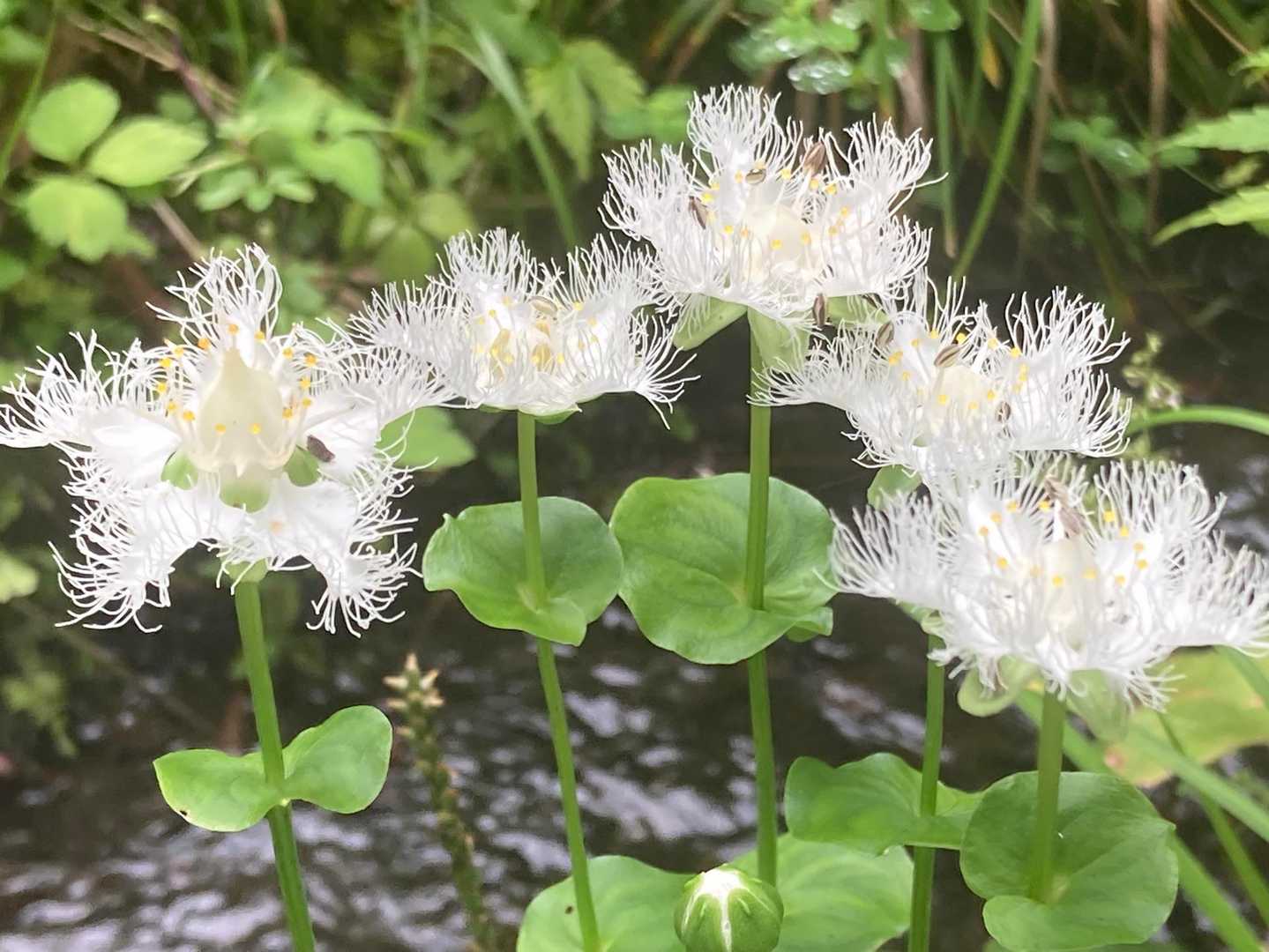 オオシラヒゲソウ・アケボノソウ】戸隠森林植物園 / ふつうの風景画
