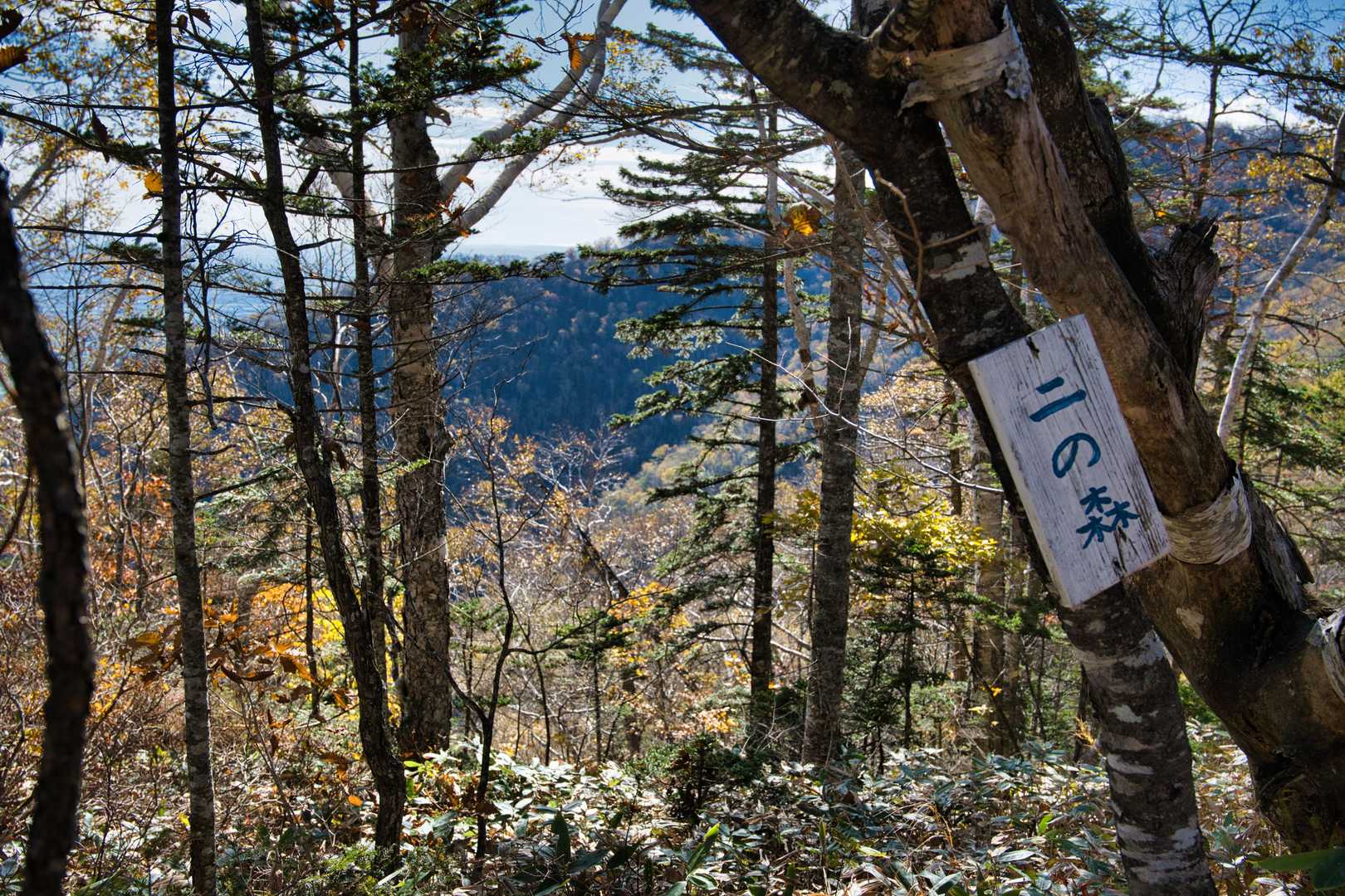 二の森以降は葉が少なくなり、枝越しの景色がよく見えるように🍃