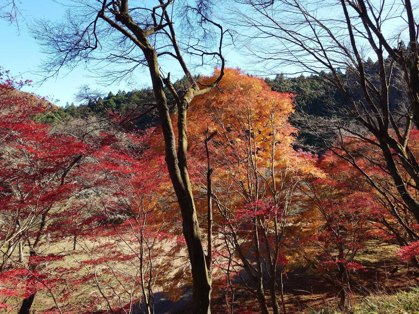 水沼山鷹巣山登山口-水沼山-鷹巣山 往復コースの写真