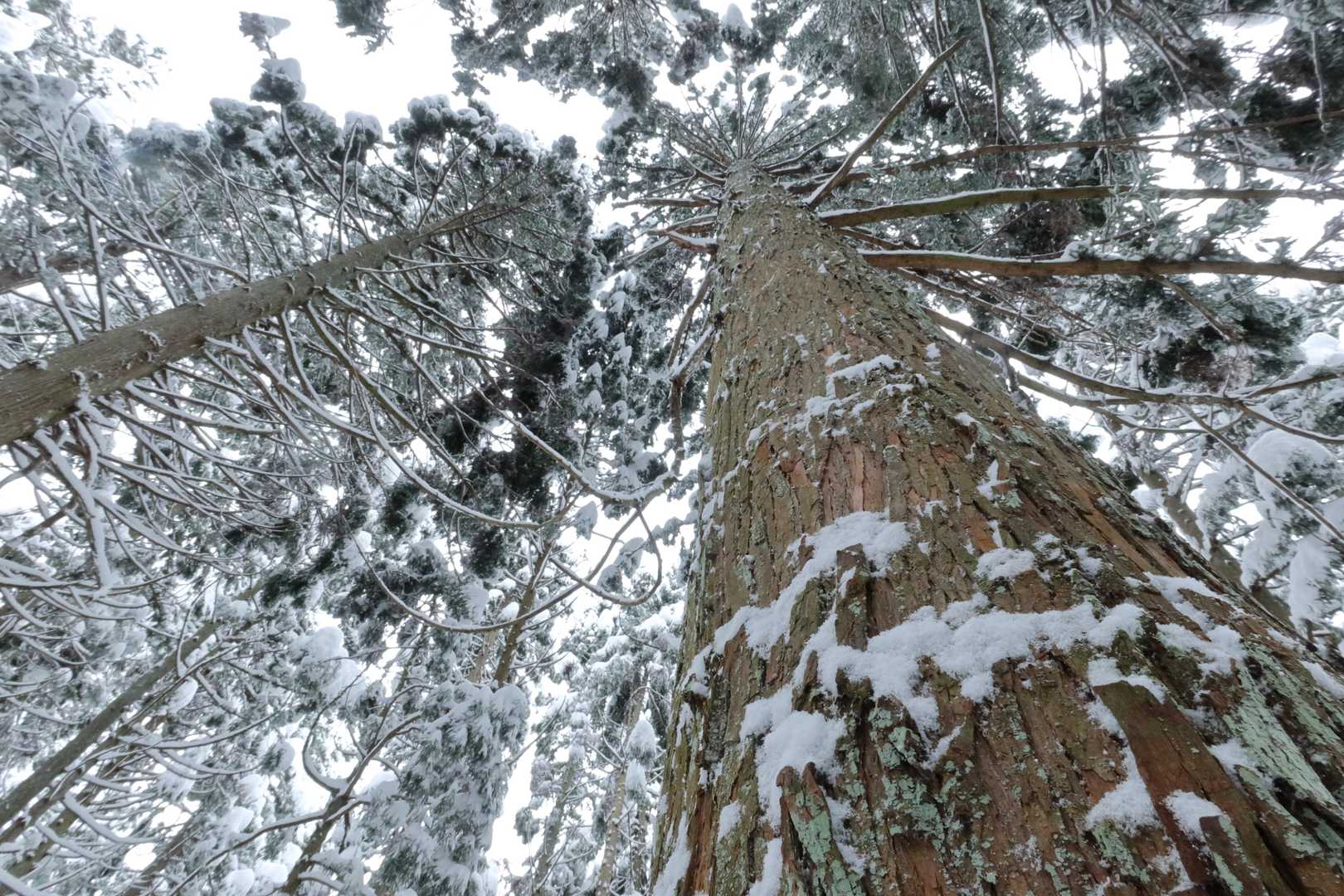 城ヶ平山大岩側登山口-城ヶ平山 往復コースの写真