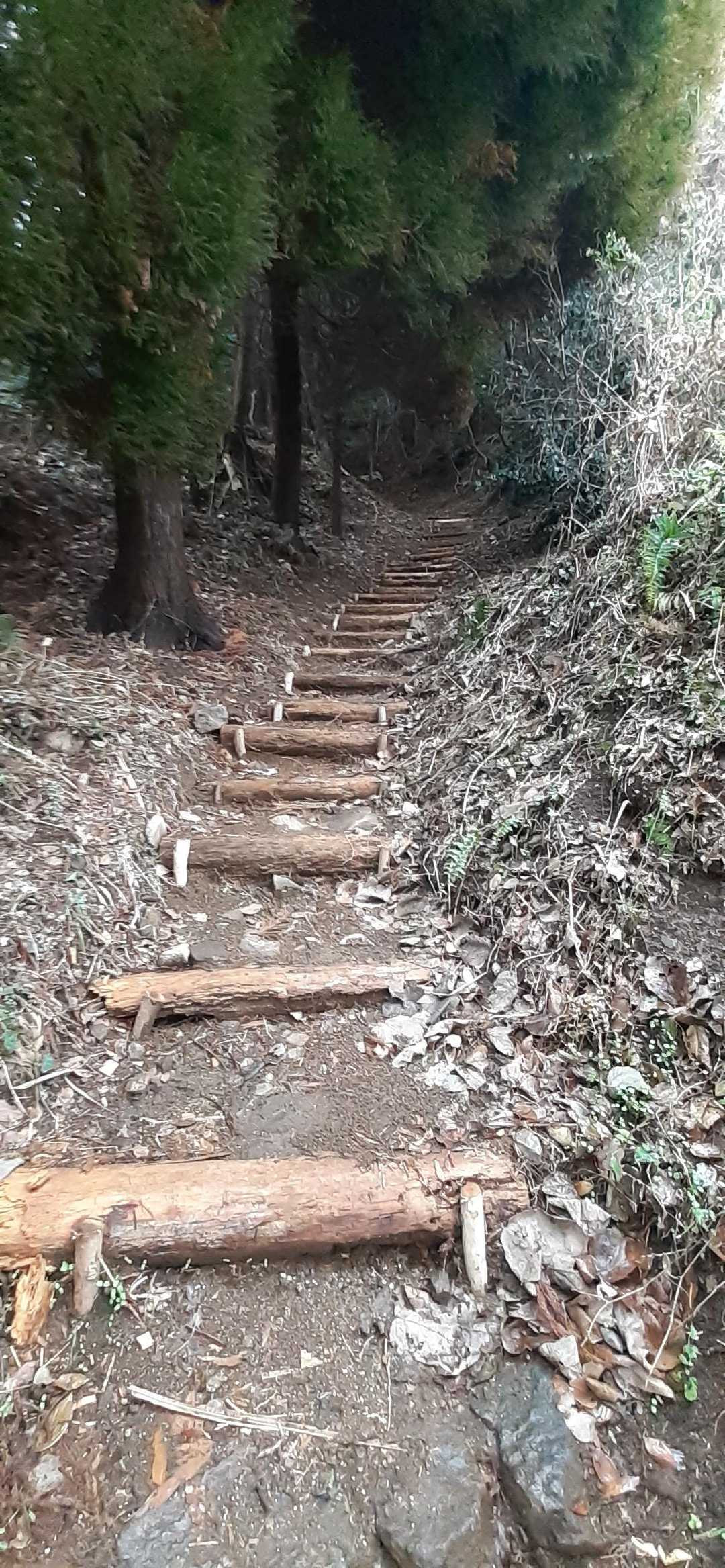 丸太での補強　新しそう😃