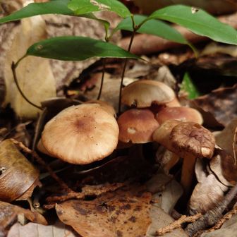 なんかキノコ🍄‍🟫
また来月！