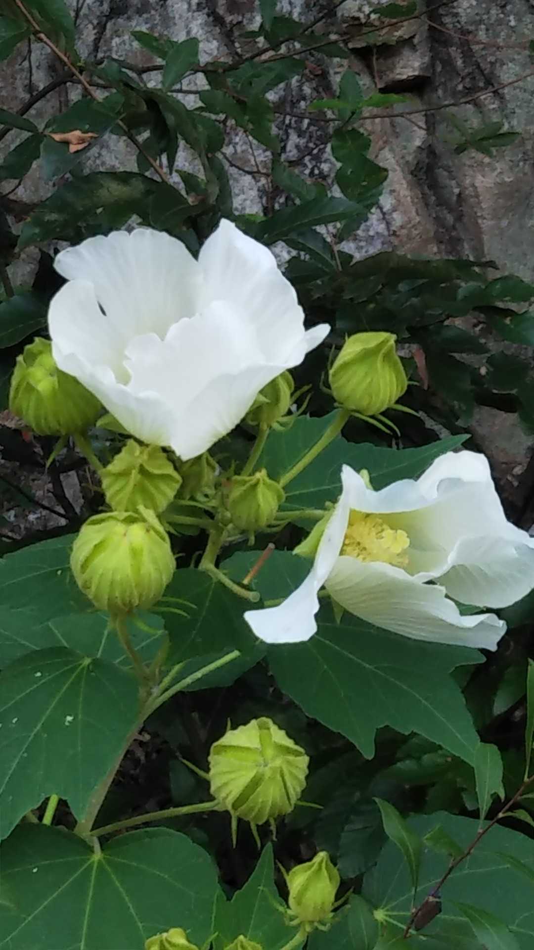 下山後の道端で
