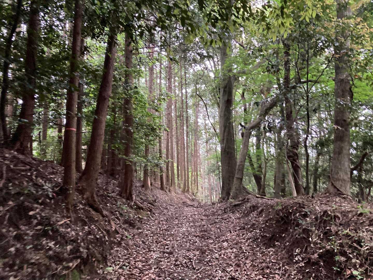 射山神社・貝石山 往復コースの写真