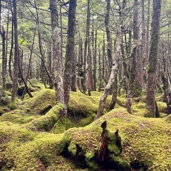 森には約500種類もの苔が生息しているんだって。すごーい！！