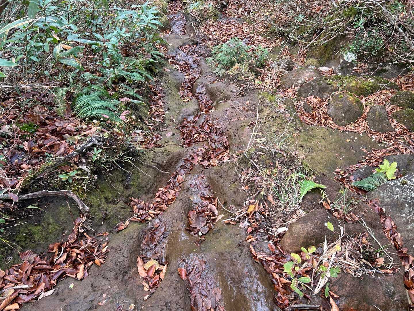 笹谷峠-雁戸山 往復コースの写真