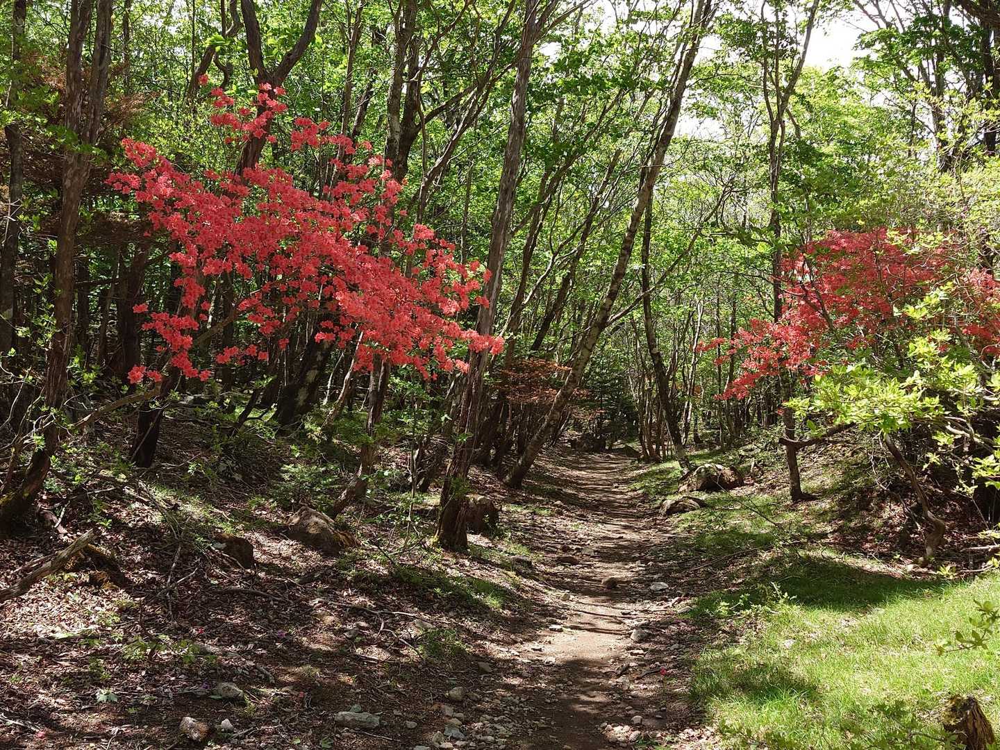 大入道-剣ヶ峰-八方ヶ原大間々台登山口 周回コースの写真