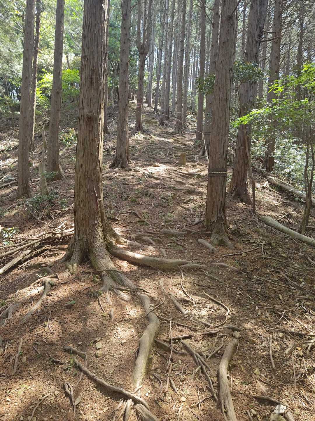 きつい坂