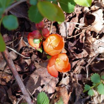 山頂でクサボケを見つけた