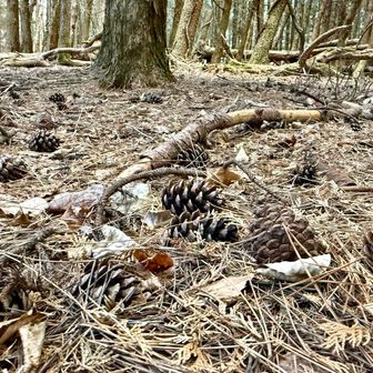 まつぼっくりがいっぱい😊黒豆もいっぱい🦌