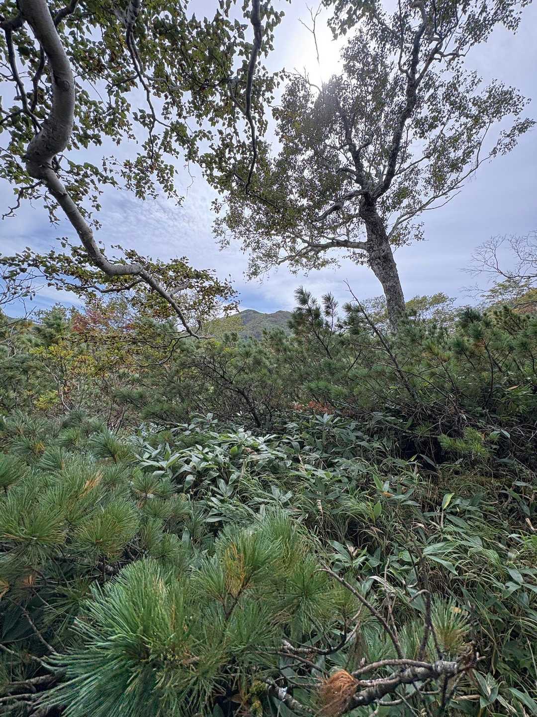 見えてきました