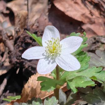 あれあれ、最後にニリンソウ(二輪草)のお見送りを受けました🤗
『来月は私が主役よ！絶対見に来てね!』と言われているようです🥰
また来なくちゃね🤗