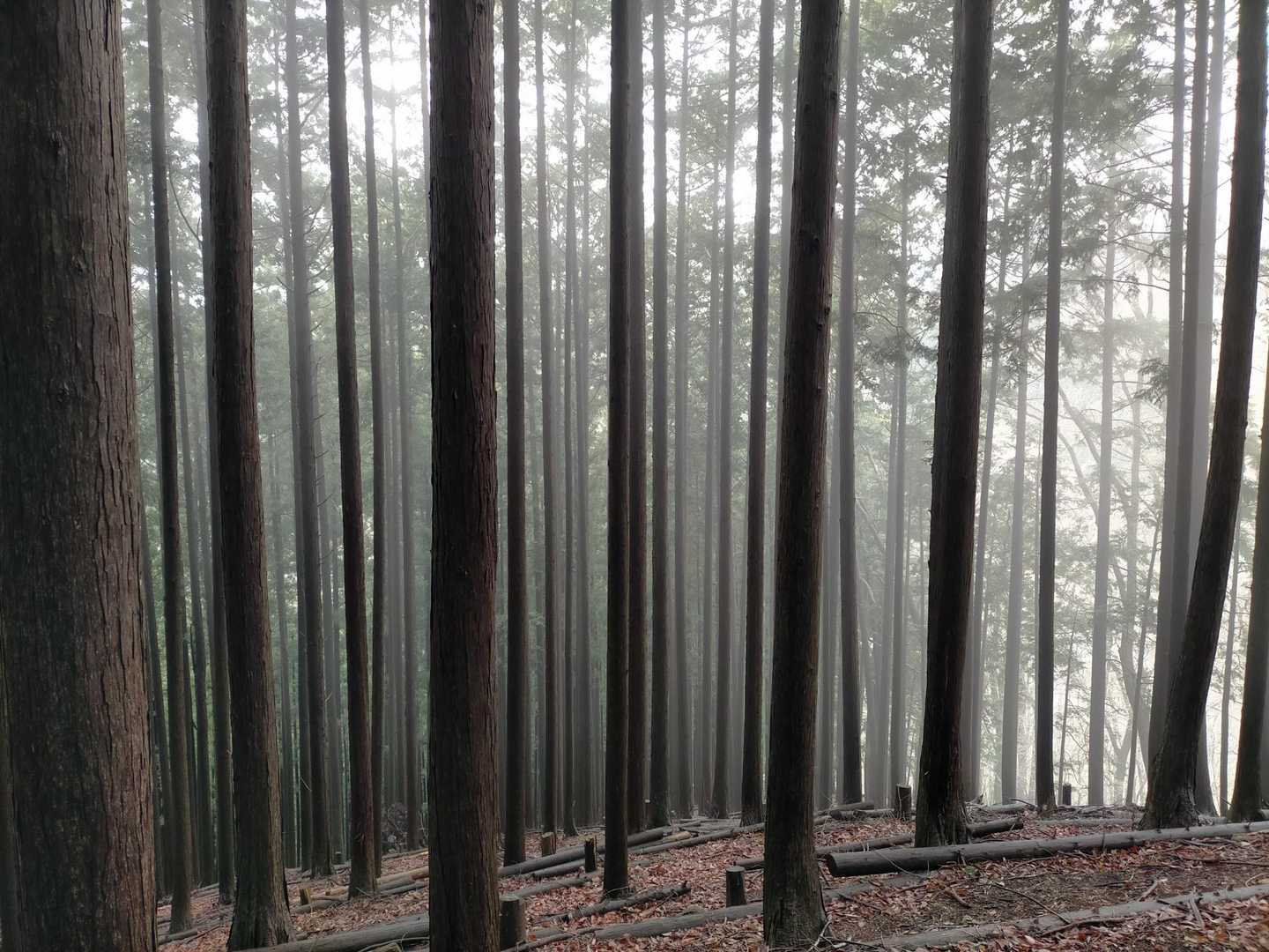 植林の樹林帯
この奥多摩感👏