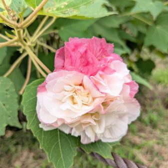 スイフヨウ（酔芙蓉）
 朝は純白、昼にかけて淡いピンク、夕方から夜にかけては紅色へと、一日のうちに花の色が移り変わる「一日花」だそうです
