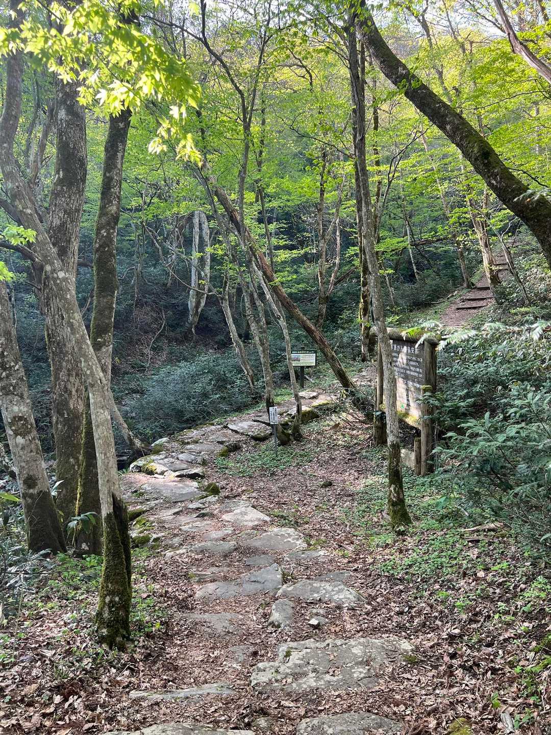 期待膨らむ登山道☝🏻⸒⸒😆✨