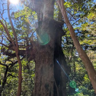 その②
こんな写真が撮れてるなんて…写真の整理をしててびっくり😳

やはり今日は山の神の日でした。
正体はオーブ❇️