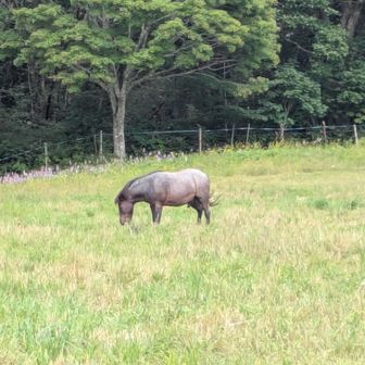 広々した草原に馬がいました