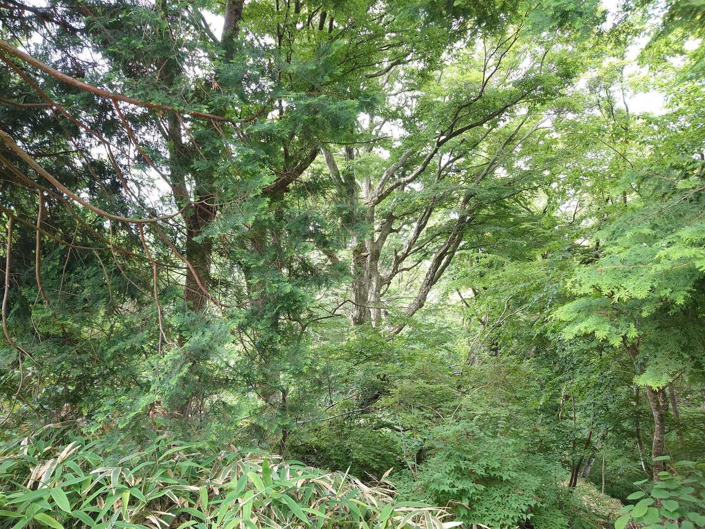 葛城山 往復コースの写真