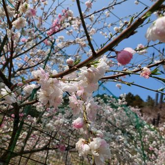 綺麗なんだけど、上手く撮れません😂