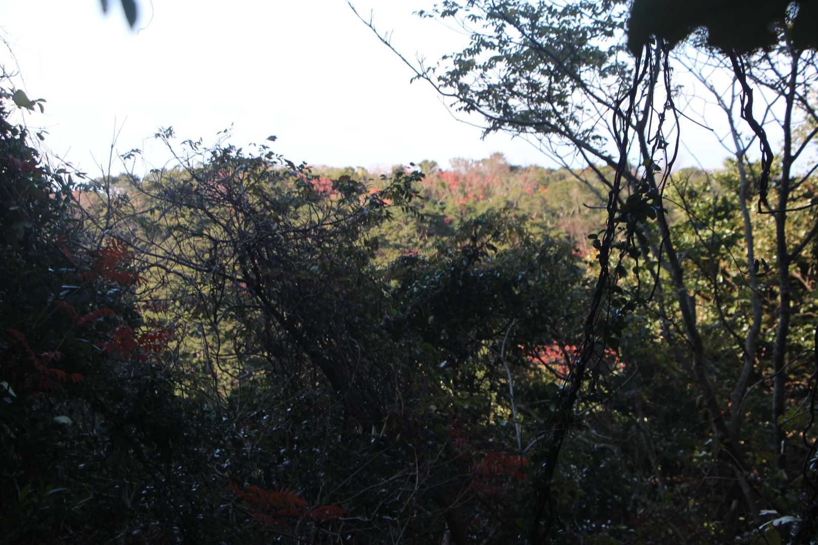 展望は望めない