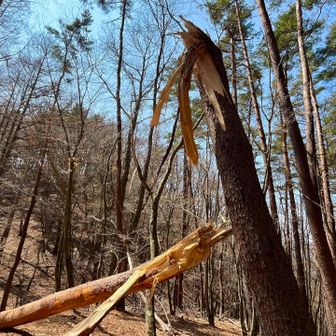 下山はショートカットします
最近骨折したと思われる木🌲
バッキリ逝ってます

私の身体はそろそろ完治🤭