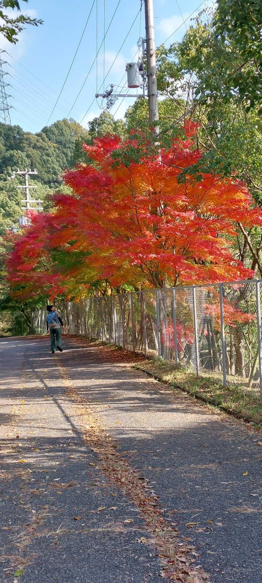 ここは１つ目の紅葉🍁が綺麗だった場所です‼️😆