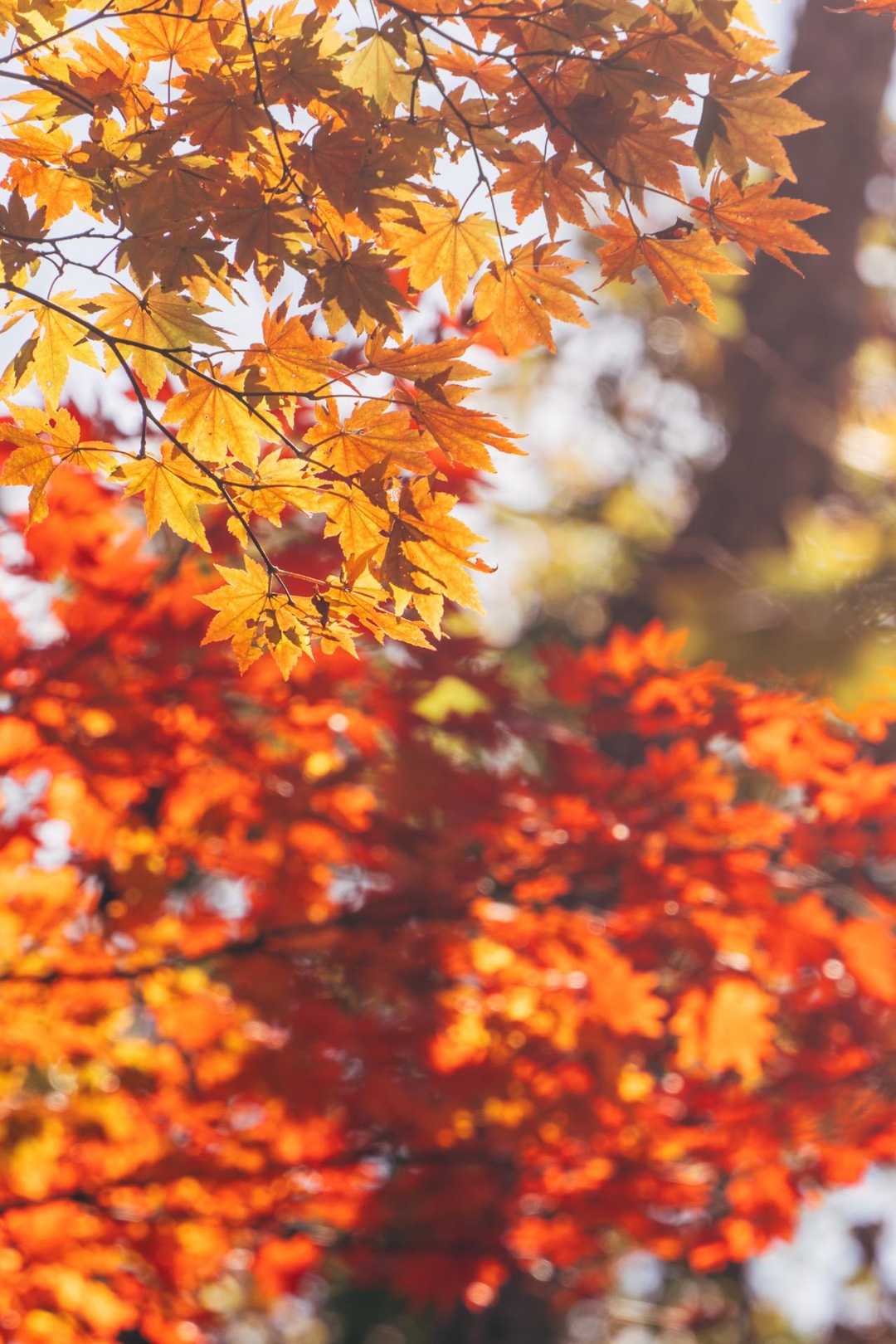 所々の🍁を楽しみながら