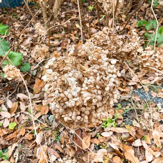 これはなんだろう？と思って後でGoogle先生に聞いてみたら枯れたノリウツギ（アジサイの仲間）だそうです