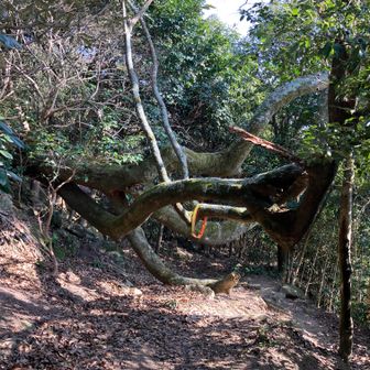 香登へ向けて下山開始
