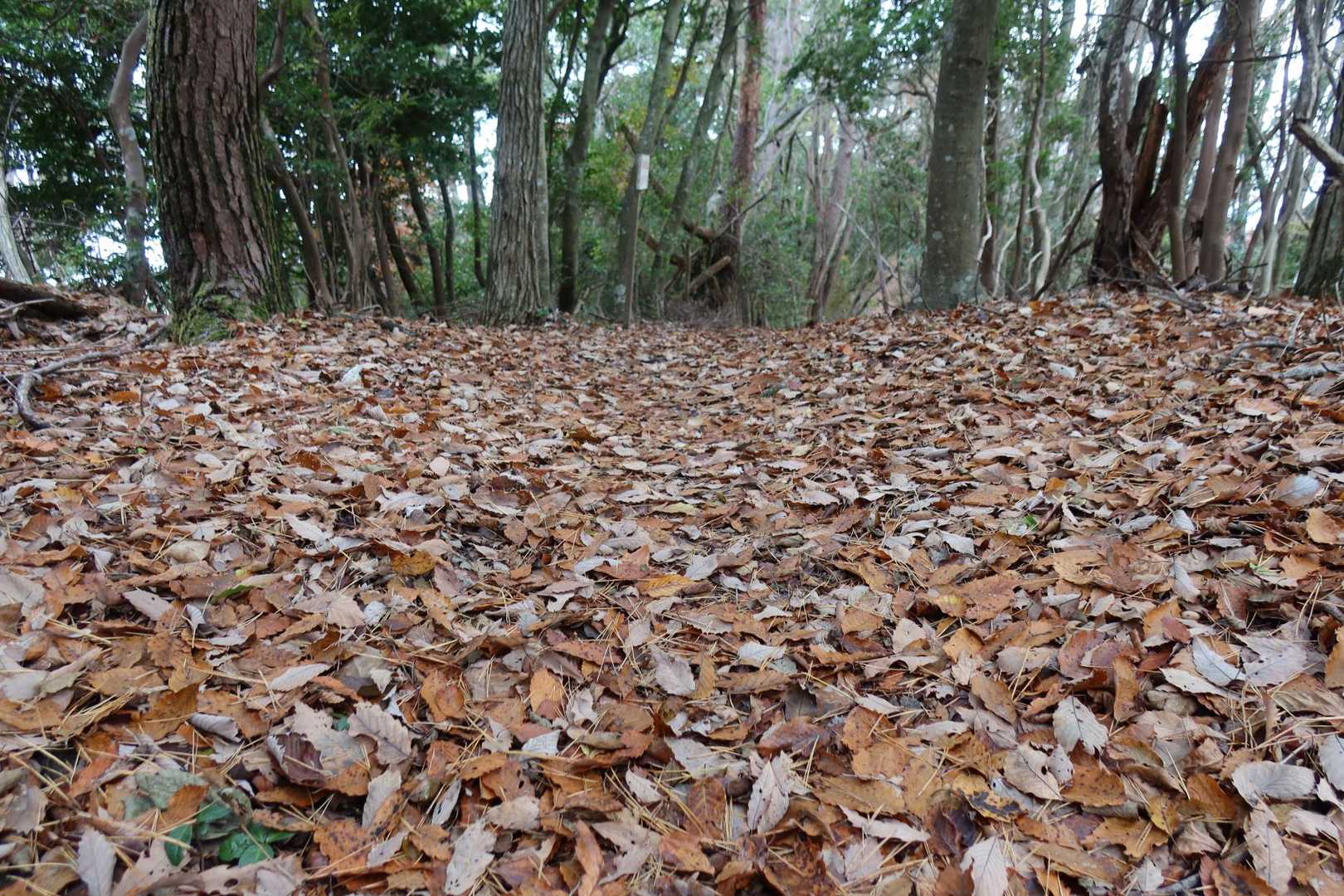 田代峠までは落ち葉の尾根沿いの快適縦走路