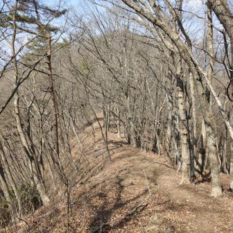 熊倉山に向かう登山道は明るく歩きやすい