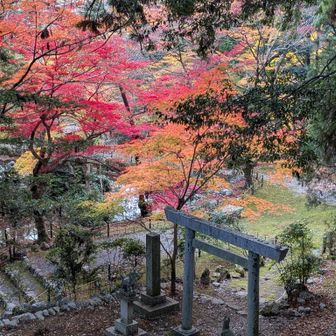 予備知識なしも、
今が旬・聖宝寺の紅葉🍁が素晴らしかった