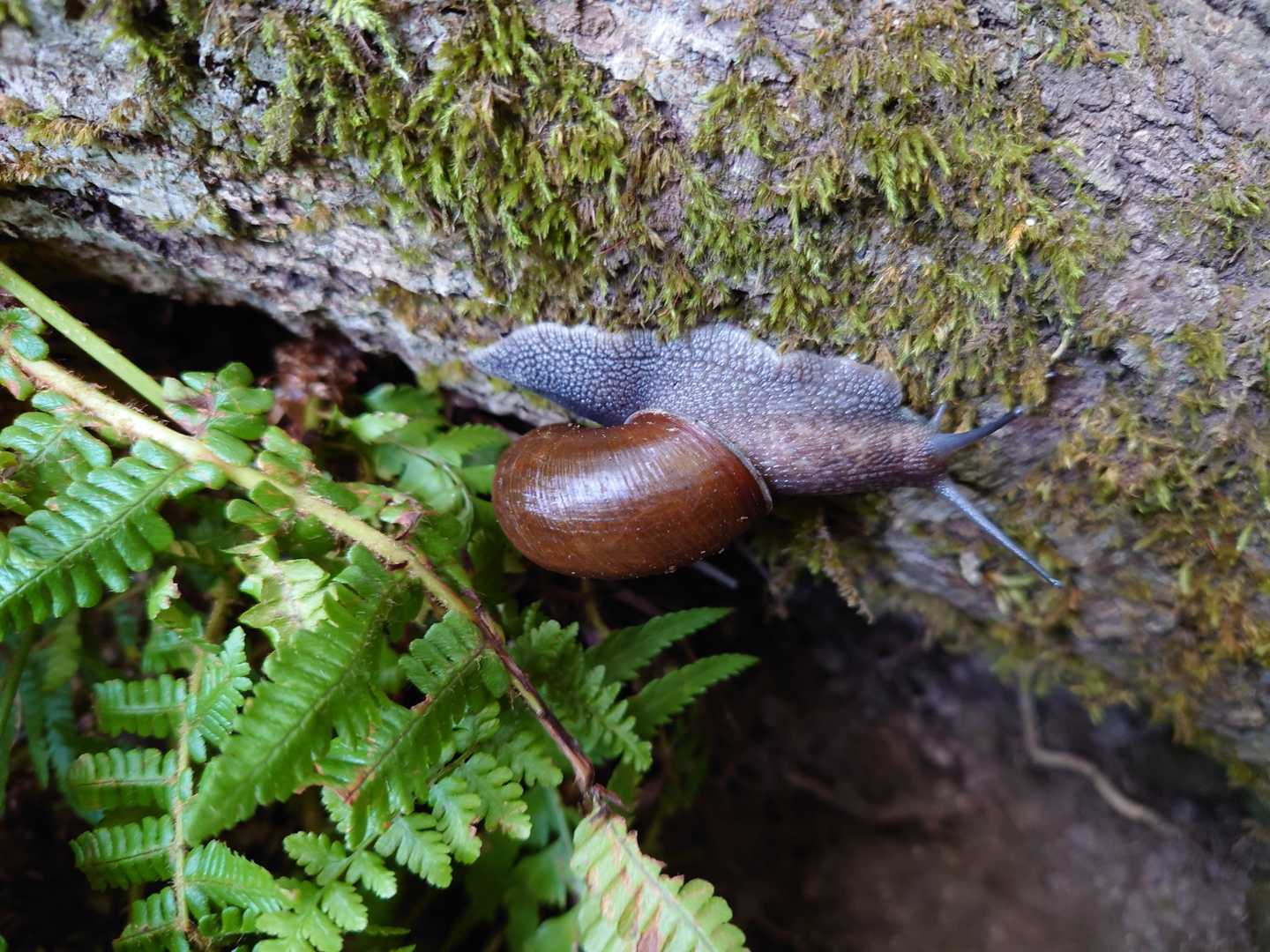 途中！巨大🐌💦
