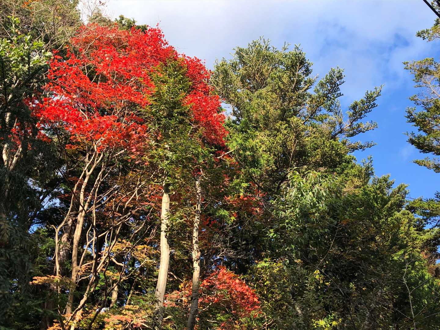 下山途中に撮影した紅葉。富幕山は紅葉する落葉紅葉樹が少ないです😢