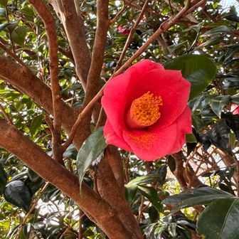 鮮やかなツバキ