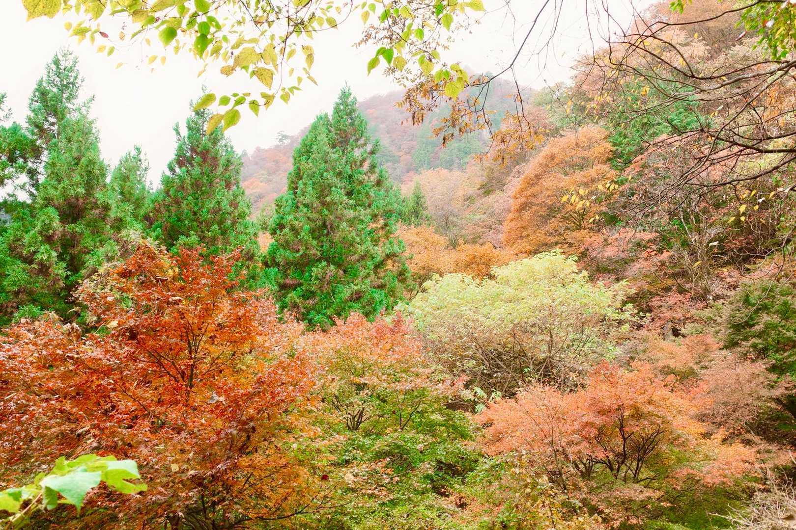 これから行く大岳山が見える✨