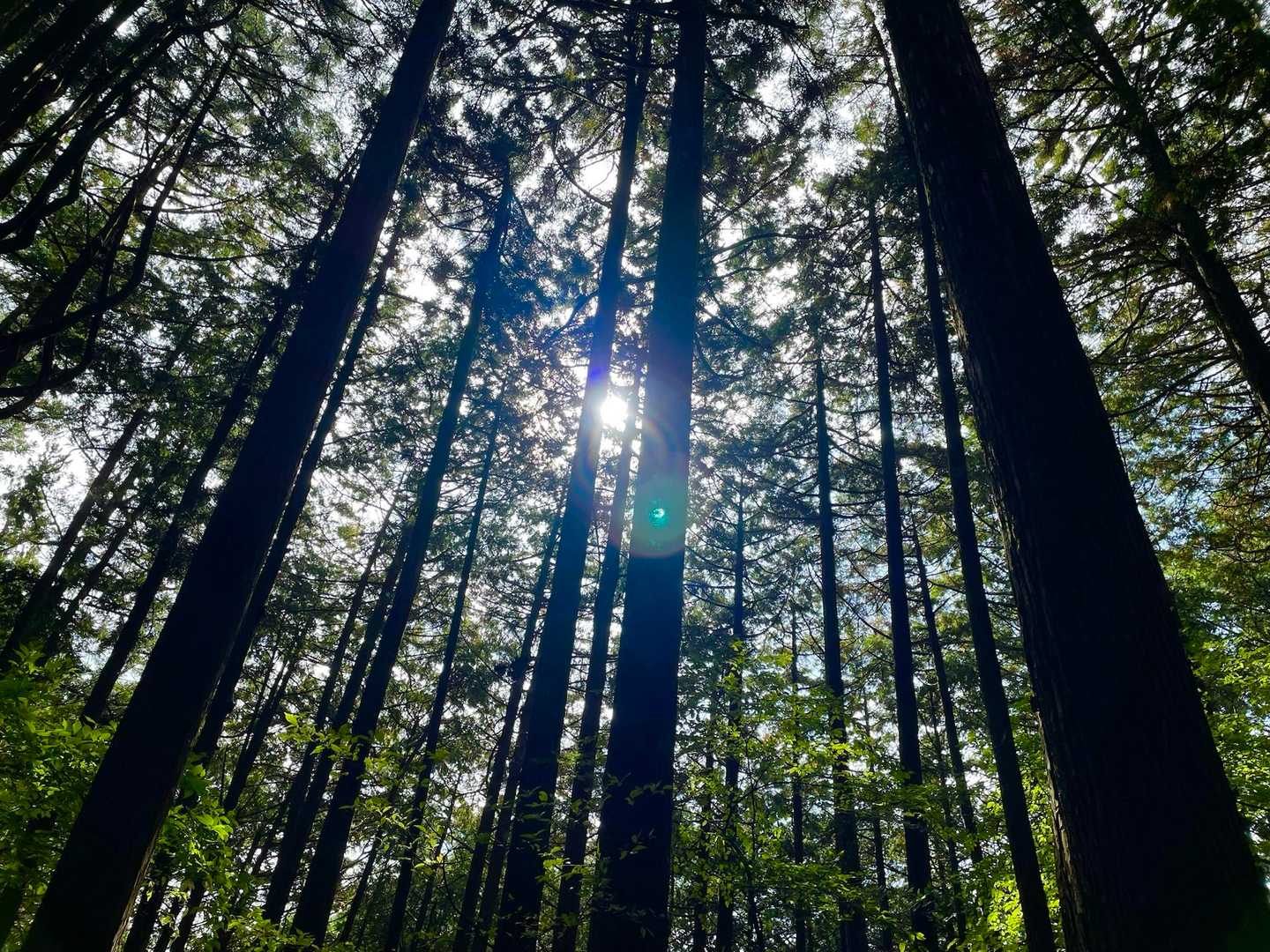 杉林を下山します🚶‍♀️