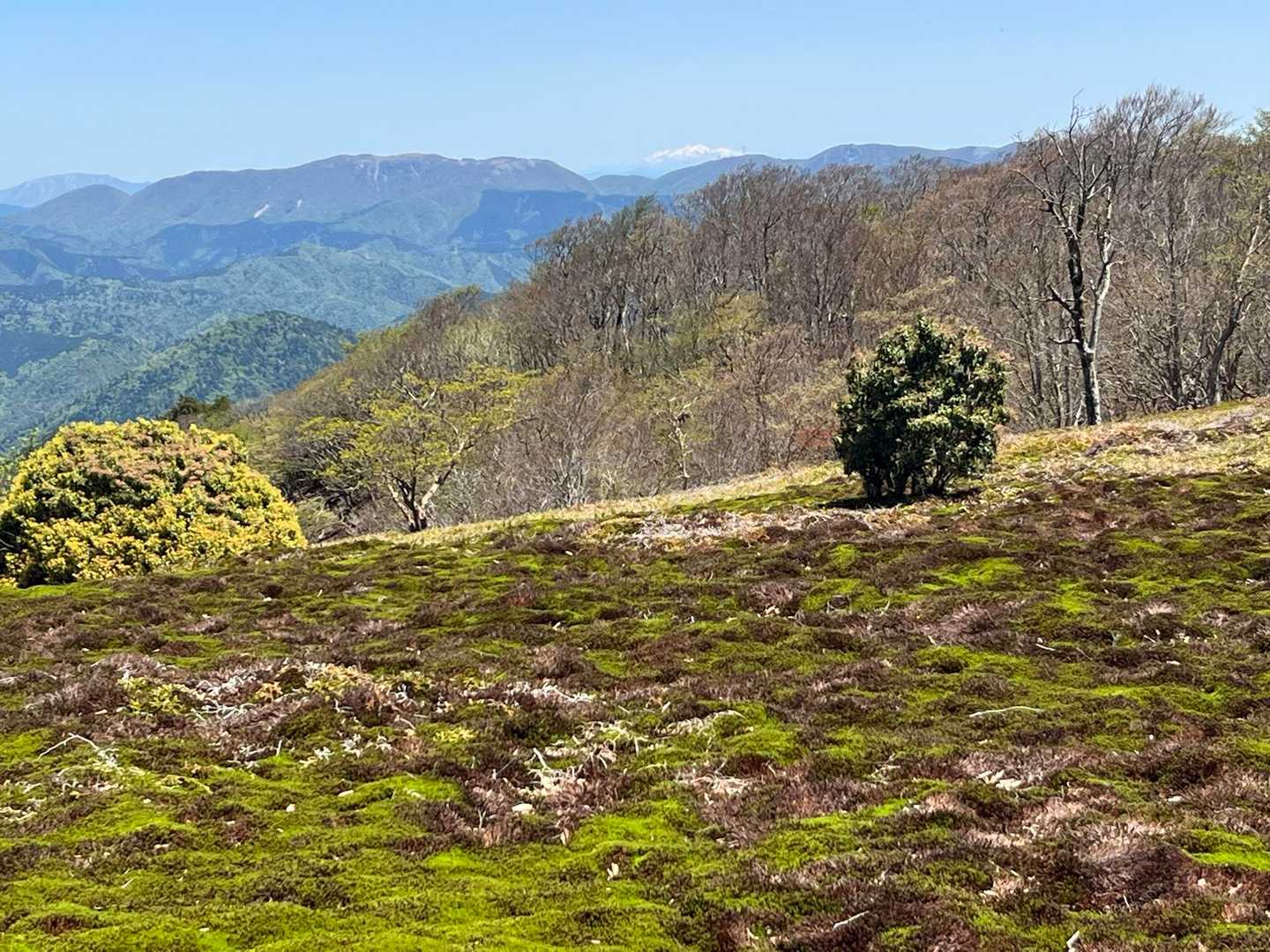 遠くに白山🏔️