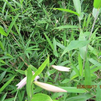 開花🌱楽しみ
