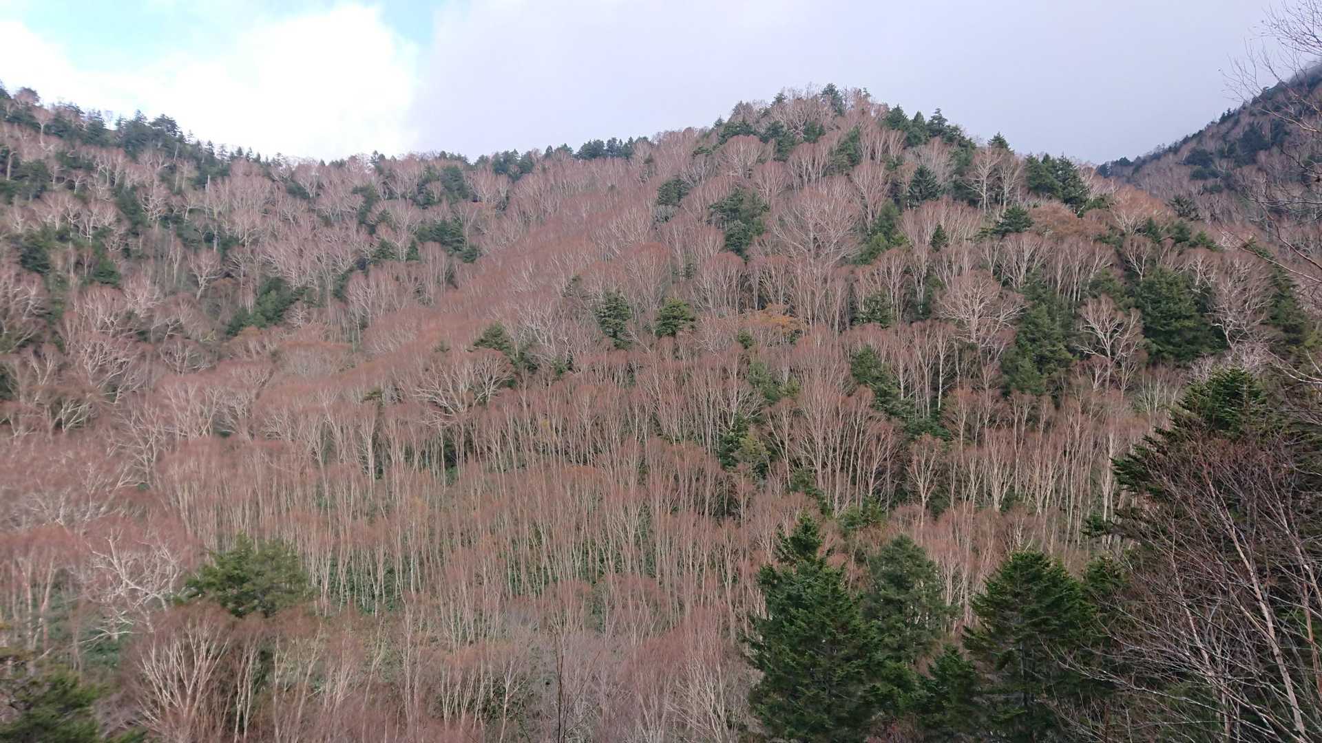 紅葉も終わり散っています。