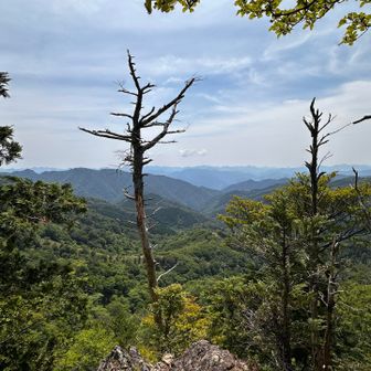 大台ヶ原方面

この先、涅槃岳まで行く予定でしたが、スタートが遅れてたので、今日はここまでとし、折り返して北上します。